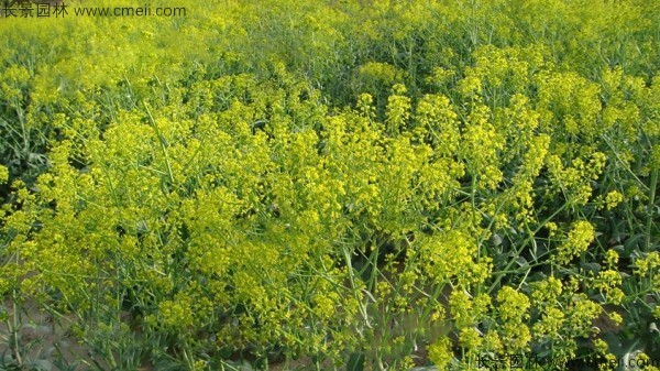 板藍(lán)根種子發(fā)芽出苗開(kāi)花圖片