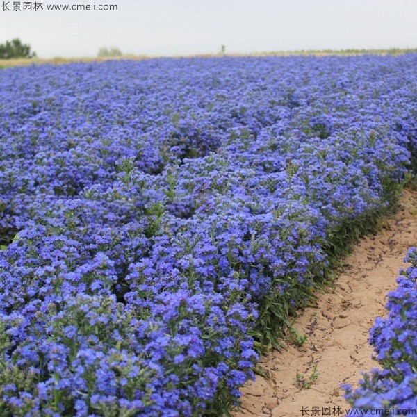 南非牛舌草種子發(fā)芽出苗開(kāi)花圖片