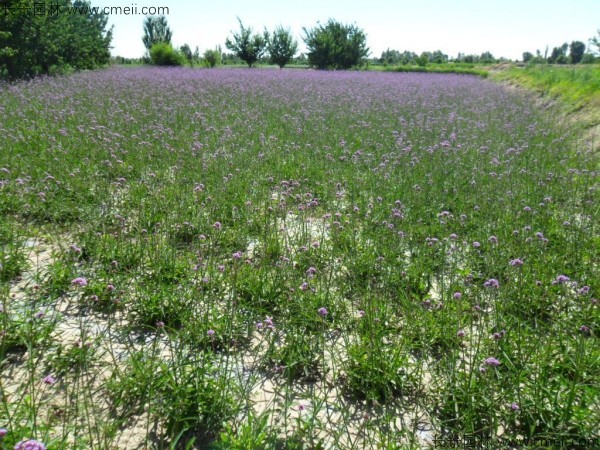 馬鞭草種子發(fā)芽出苗開(kāi)花圖片