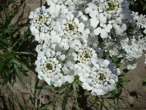 蜂室花種子發(fā)芽出苗開(kāi)花圖片