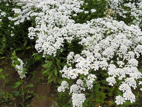 蜂室花種子發(fā)芽出苗開(kāi)花圖片