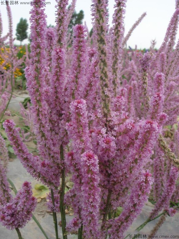 情人草種子發(fā)芽出苗開花圖片