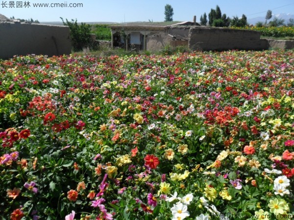 小麗花種子發(fā)芽出苗開花圖片