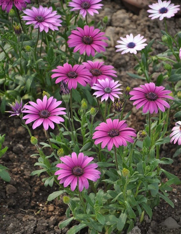 南非萬壽菊種子發(fā)芽出苗開花圖片