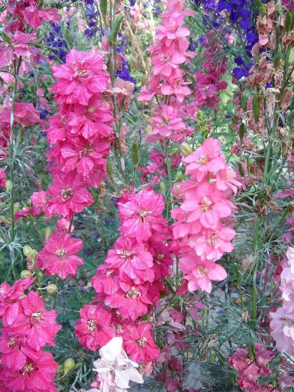 飛燕草種子發(fā)芽出苗開花圖片