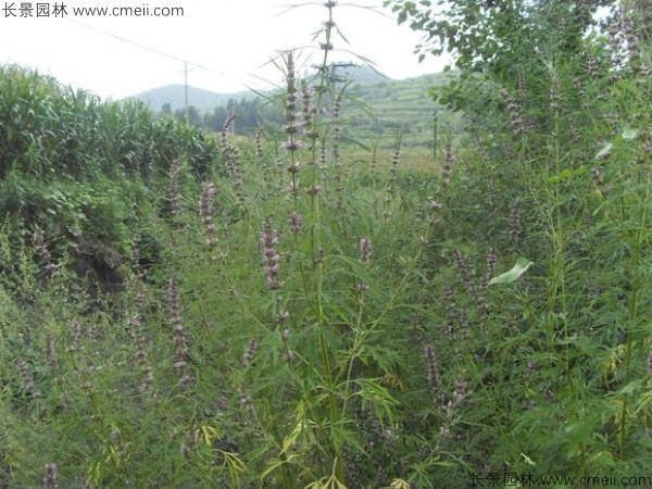 茺蔚子種子發(fā)芽出苗圖片