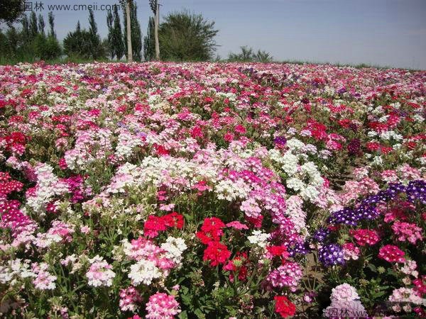 瞿麥種子發(fā)芽出苗開(kāi)花圖片