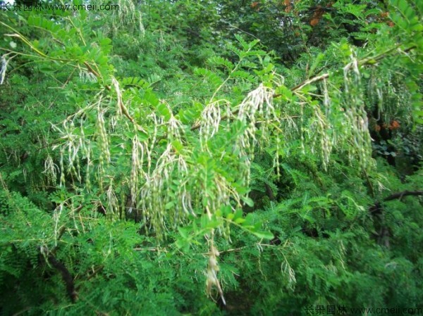 苦刺種子發(fā)芽出苗開花圖片