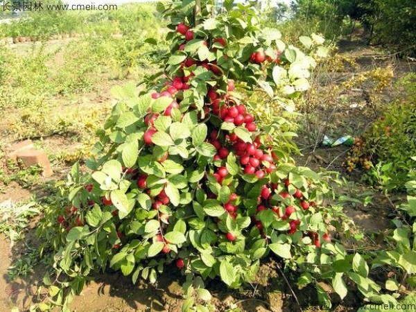 歐李種子發(fā)芽出苗開花結(jié)果圖片