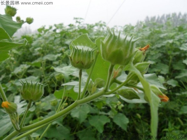 青麻種子發(fā)芽出苗開花圖片