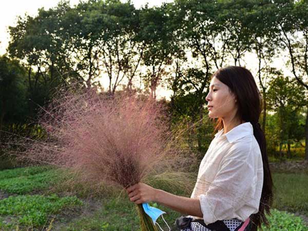 粉黛亂子草種子發(fā)芽出苗圖片