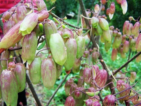 長(zhǎng)壽花種子發(fā)芽出苗圖片