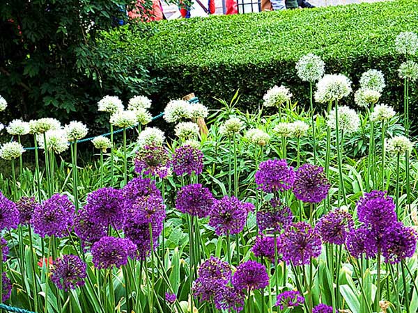 大花蔥種子發(fā)芽出苗開花圖片