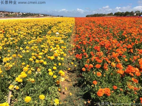 花毛莨開花圖片