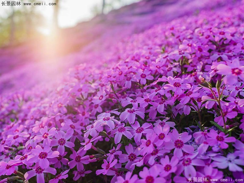 芝櫻花海