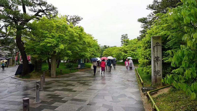 安了寺紫藤日系日本白色紫藤