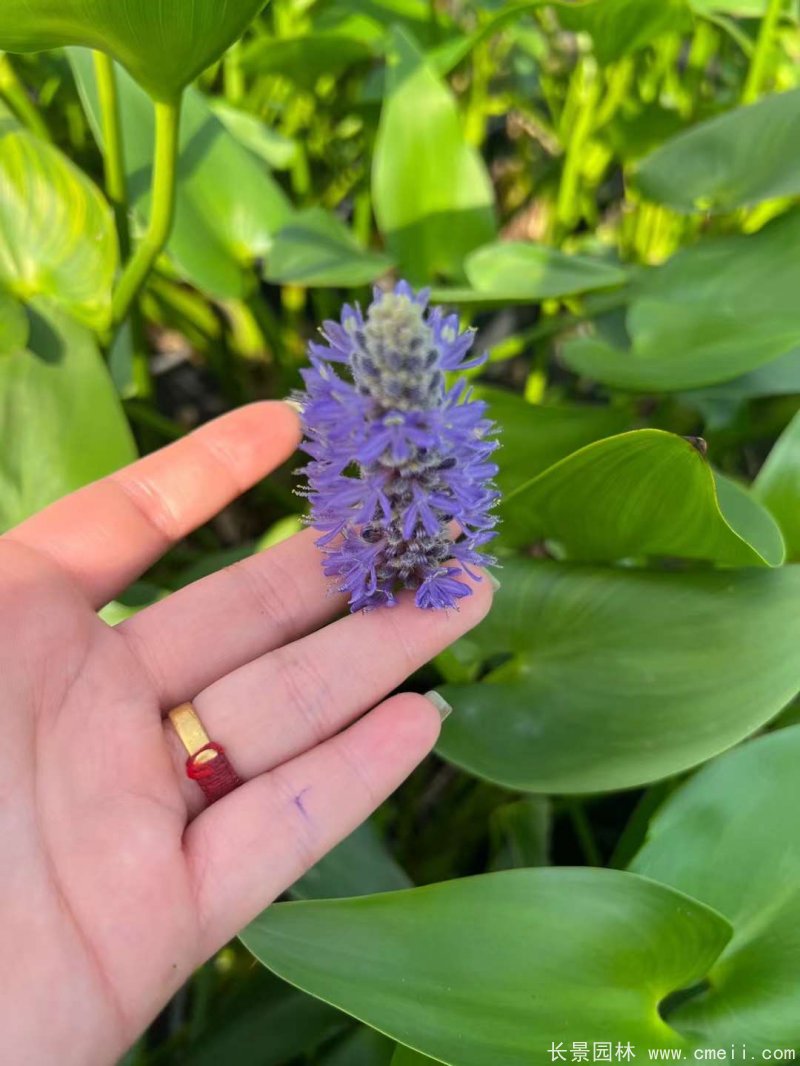 水生濕地植物梭魚(yú)草