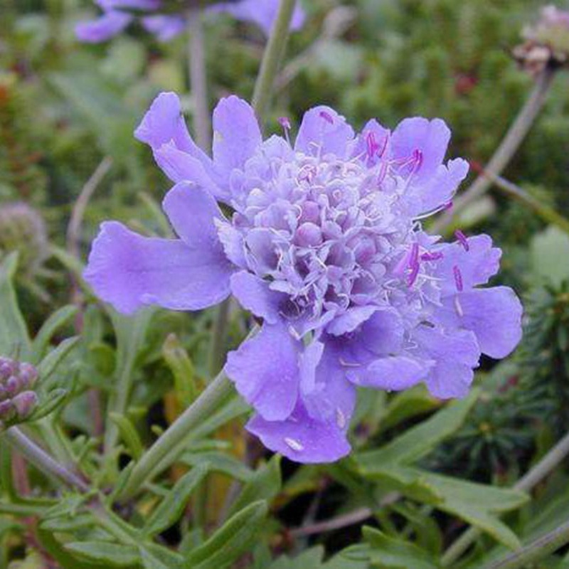 輪峰菊的形態(tài)特征、生長習(xí)性及種植方法