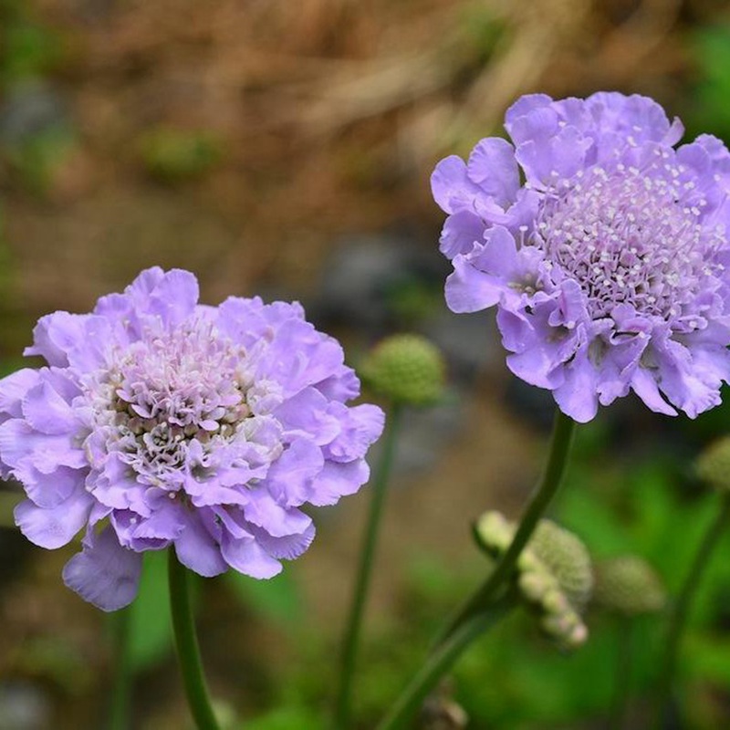 輪峰菊的形態(tài)特征、生長習(xí)性及種植方法