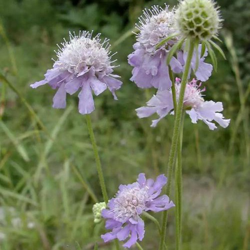 輪峰菊的形態(tài)特征、生長習(xí)性及種植方法